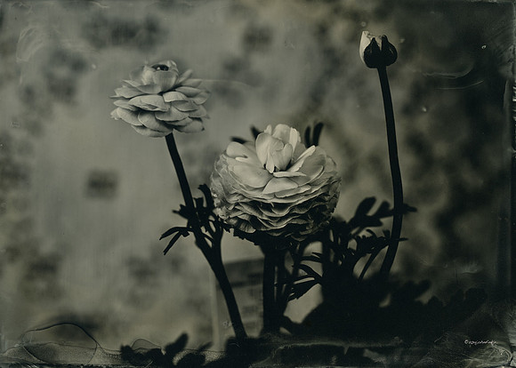 Ranunculus