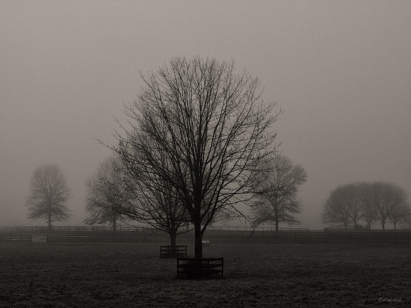 Misty Morning Walk