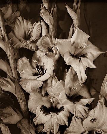 Purple & White Gladiolas