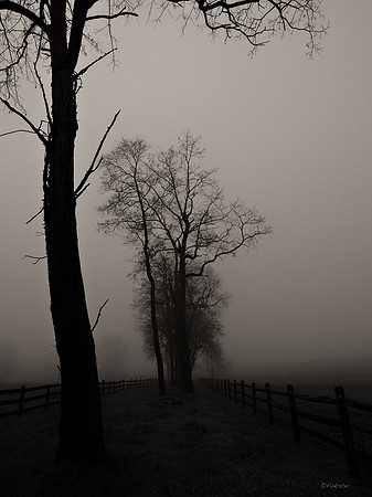 Misty Morning Walk