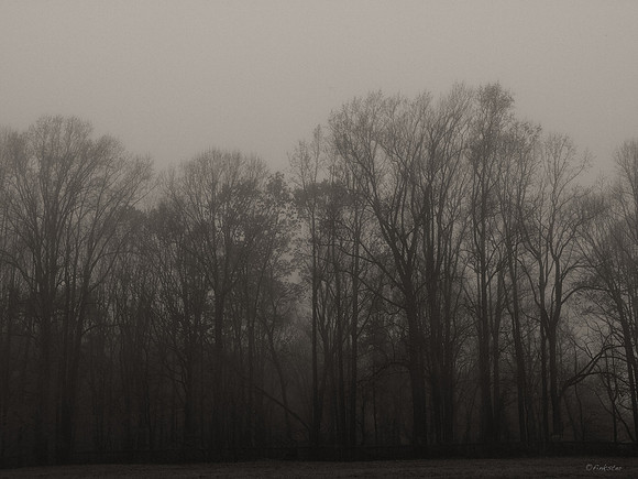 Misty Morning Walk