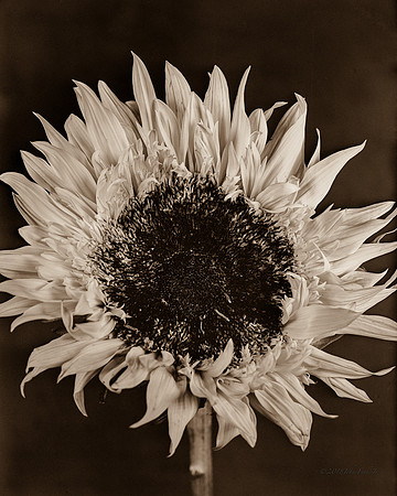 Sun Flower
