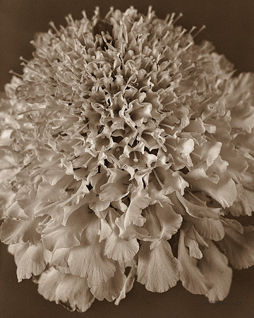 White Flower