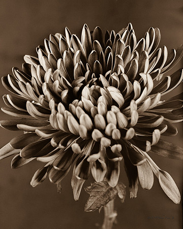 Purple Flower
