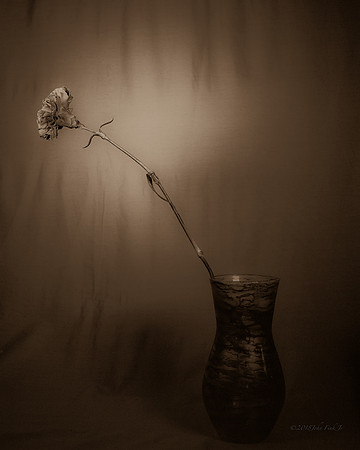 Carnation In Vase