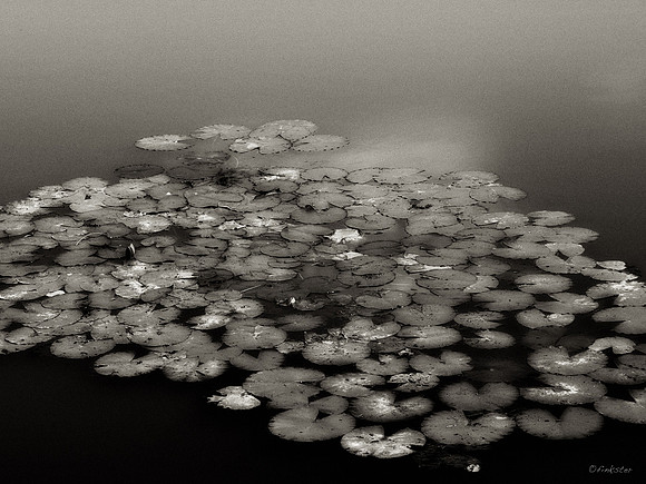 B&W, Flora, Nature, Forest, ©johnfinkjr