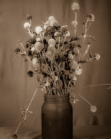 Lima Farms Wild Flowers