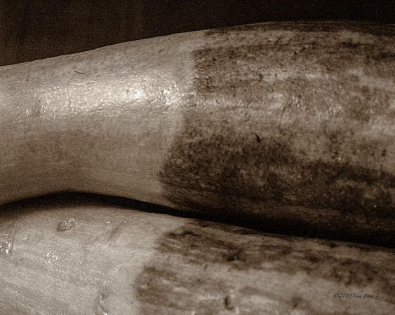 still life, organic matter, vegetables, of the earth series