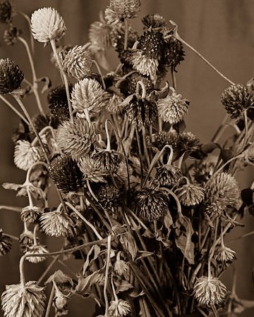 Wild Flowers Close Up