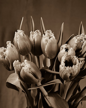 Tulip Study