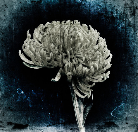 Art, Color, Flowers, Floral, Photo Art, ©johnfinkjr