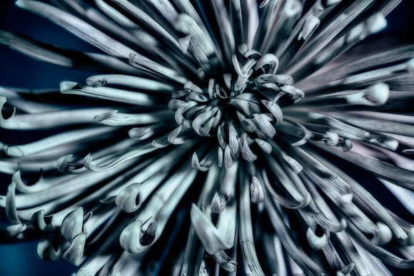Art, Color, Flowers, Floral, Photo Art, ©johnfinkjr