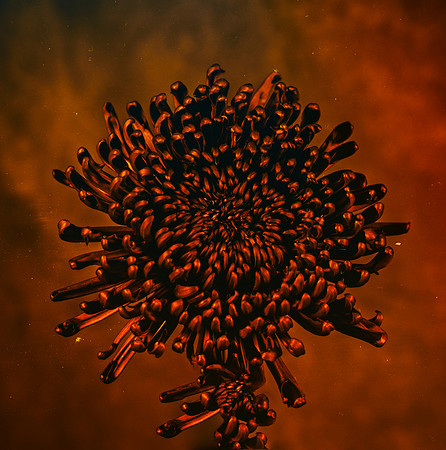 Art, Color, Flowers, Floral, Photo Art, ©johnfinkjr