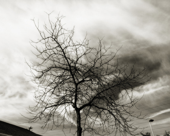 "Trees, Roots, Nature, B&W, Color"