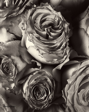 Strand Of Roses (For Timothy Showalter)