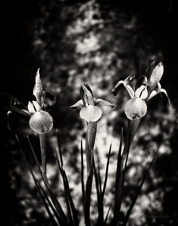 Purple Iris