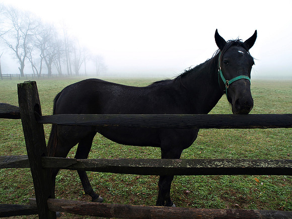 Misty Morning Walk