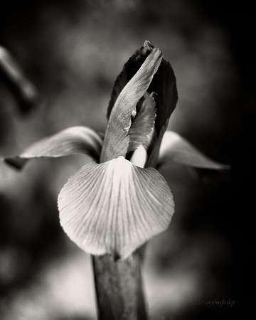 Singular Iris