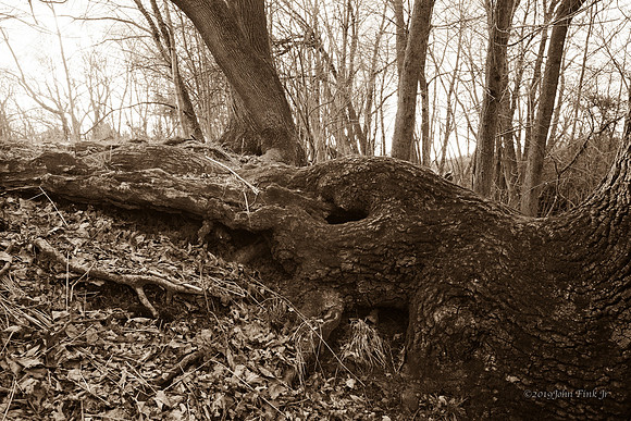 nature