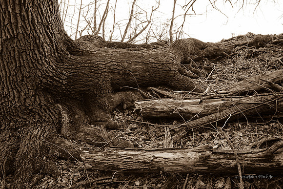 nature