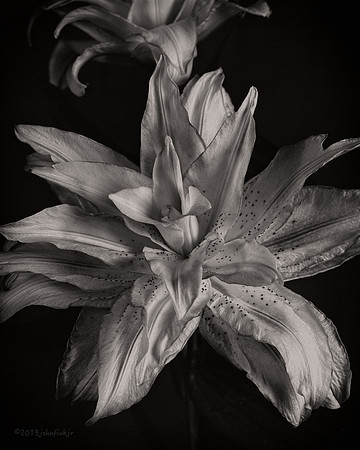 Lily