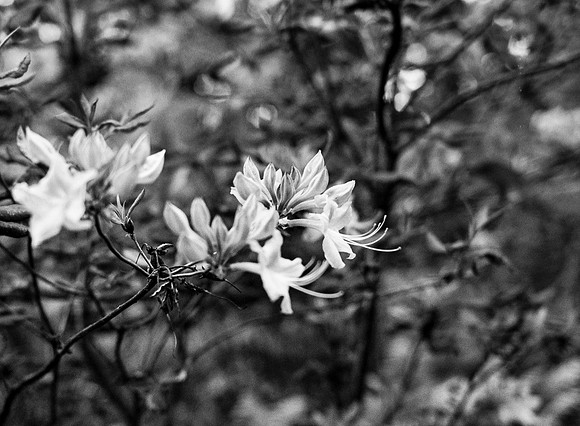 B&W, Flora, Forest, Nature, ©johnfinkjr