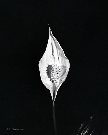 Peace Lily