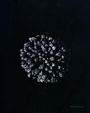 Onion Flower