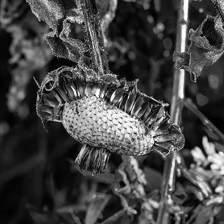 B&W, Flora, Forest, Nature, ©johnfinkjr