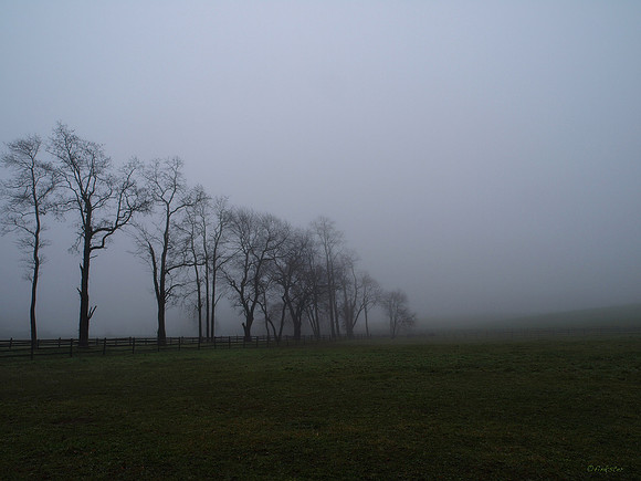 Misty Morning Walk