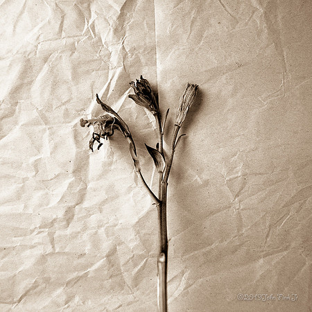 flora, wildflowers, gardens, flowers