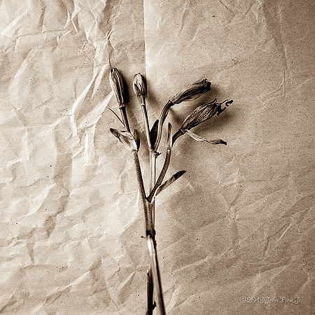 flora, wildflowers, gardens, flowers
