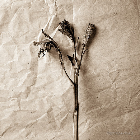 flora, wildflowers, gardens, flowers