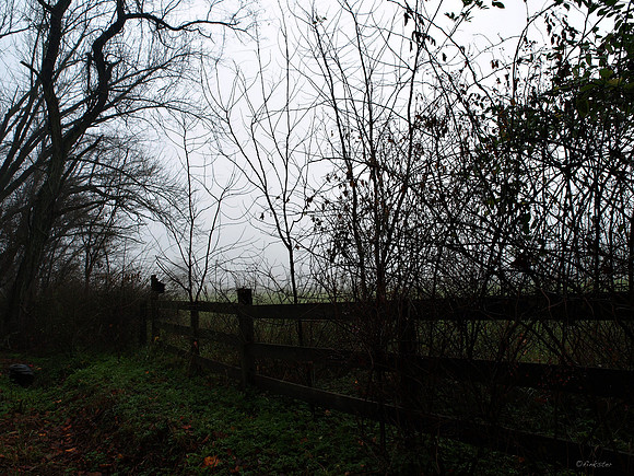 Misty Morning Walk