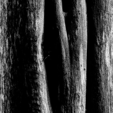 B&W, Flora, Nature, Forest, ©johnfinkjr