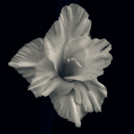 Art, Color, Flowers, Floral, Photo Art, ©johnfinkjr