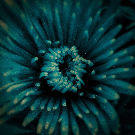 Art, Color, Flowers, Floral, Photo Art, ©johnfinkjr