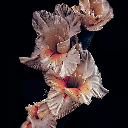 Art, Color, Flowers, Floral, Photo Art, ©johnfinkjr