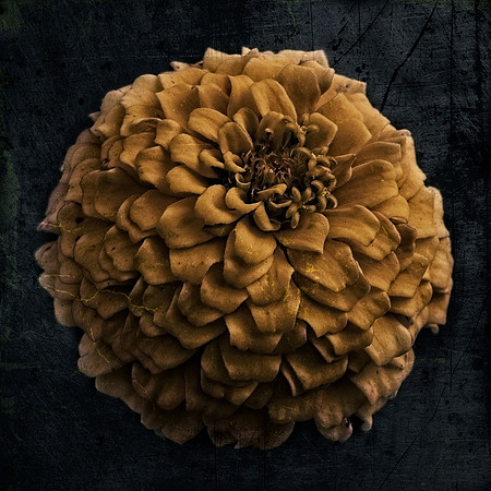 Art, Color, Flowers, Floral, Photo Art, ©johnfinkjr