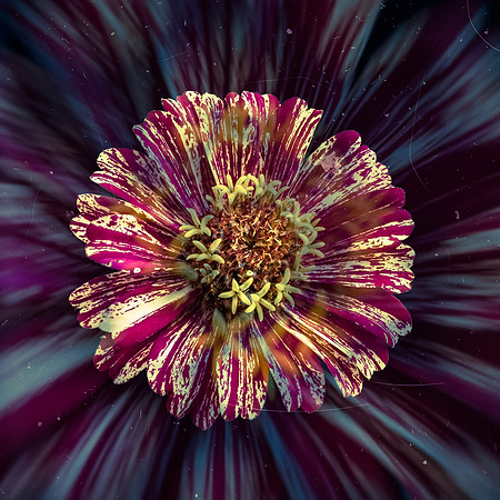Art, Color, Flowers, Floral, Photo Art, ©johnfinkjr