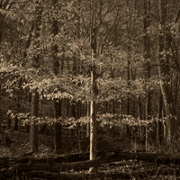 B&W, Color, Flora, Forest, Nature, ©johnfinkjr