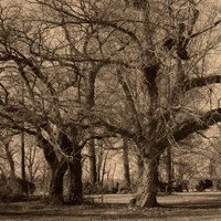 B&W, Color, Flora, Forest, Nature, ©johnfinkjr