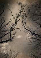 B&W, Color, Flora, Forest, Nature, ©johnfinkjr