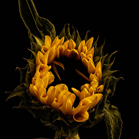 Art, Color, Flowers, Floral, Photo Art, ©johnfinkjr