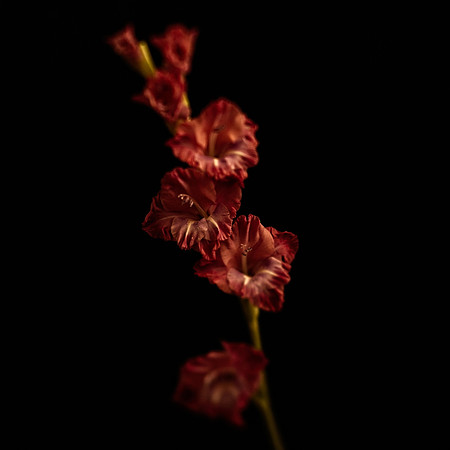Art, Color, Flowers, Floral, Photo Art, ©johnfinkjr