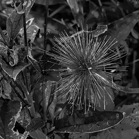 B&W, Flora, Forest, Nature, ©johnfinkjr