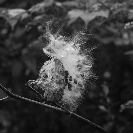 B&W, Flora, Forest, Nature, ©johnfinkjr