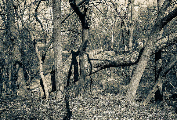 nature