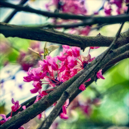 Art, Color, Floral, Flowers, Photo Art, ©johnfinkjr