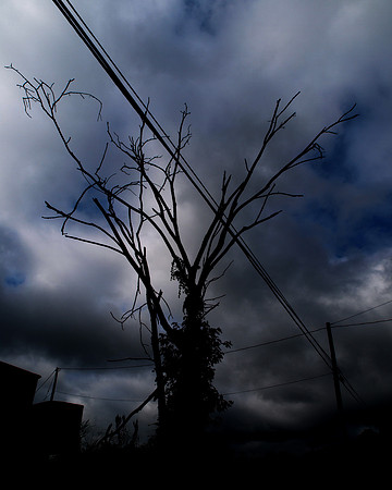 "Trees, Roots, Nature, B&W, Color"